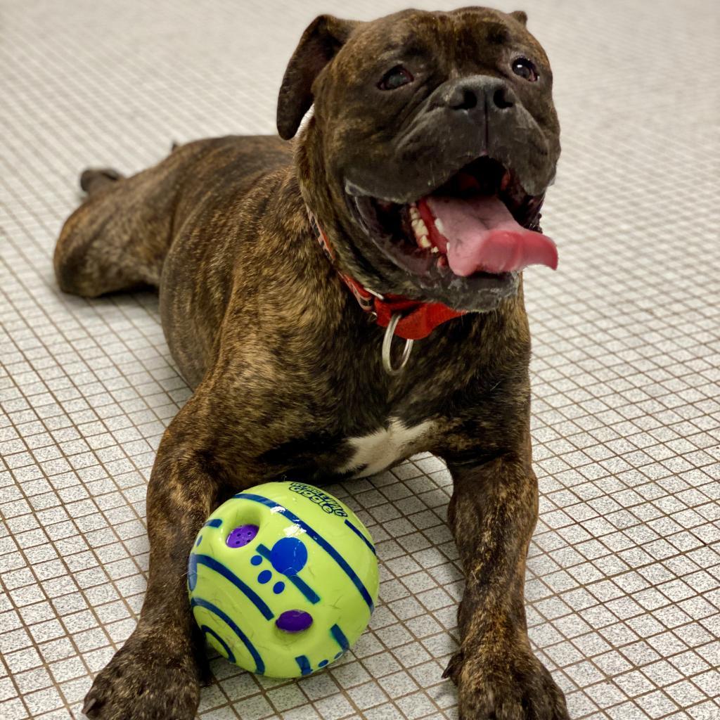 Knuckles, an adoptable Bullmastiff in Newark, DE, 19713 | Photo Image 4