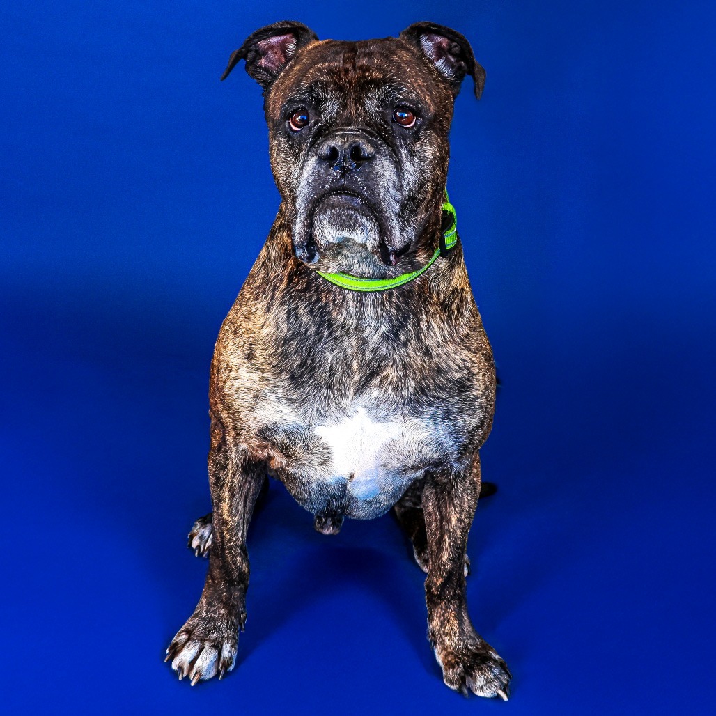 Knuckles, an adoptable Bullmastiff in Newark, DE, 19713 | Photo Image 5