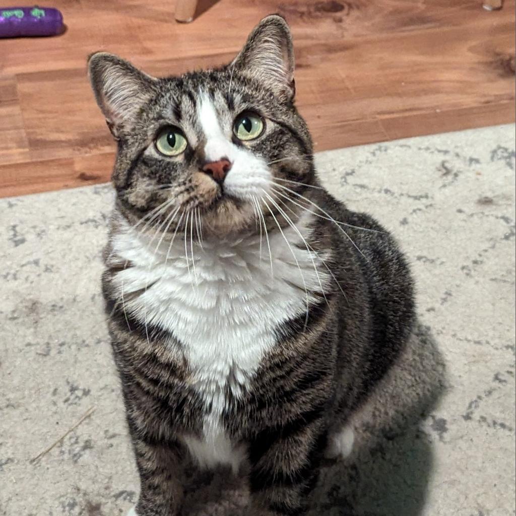 Abigail