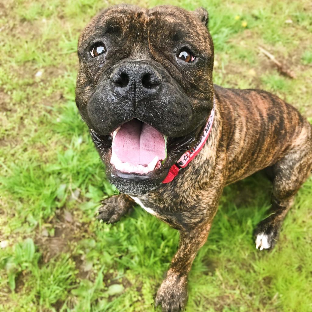 Knuckles, an adoptable Bullmastiff in Wilmington, DE, 19801 | Photo Image 6