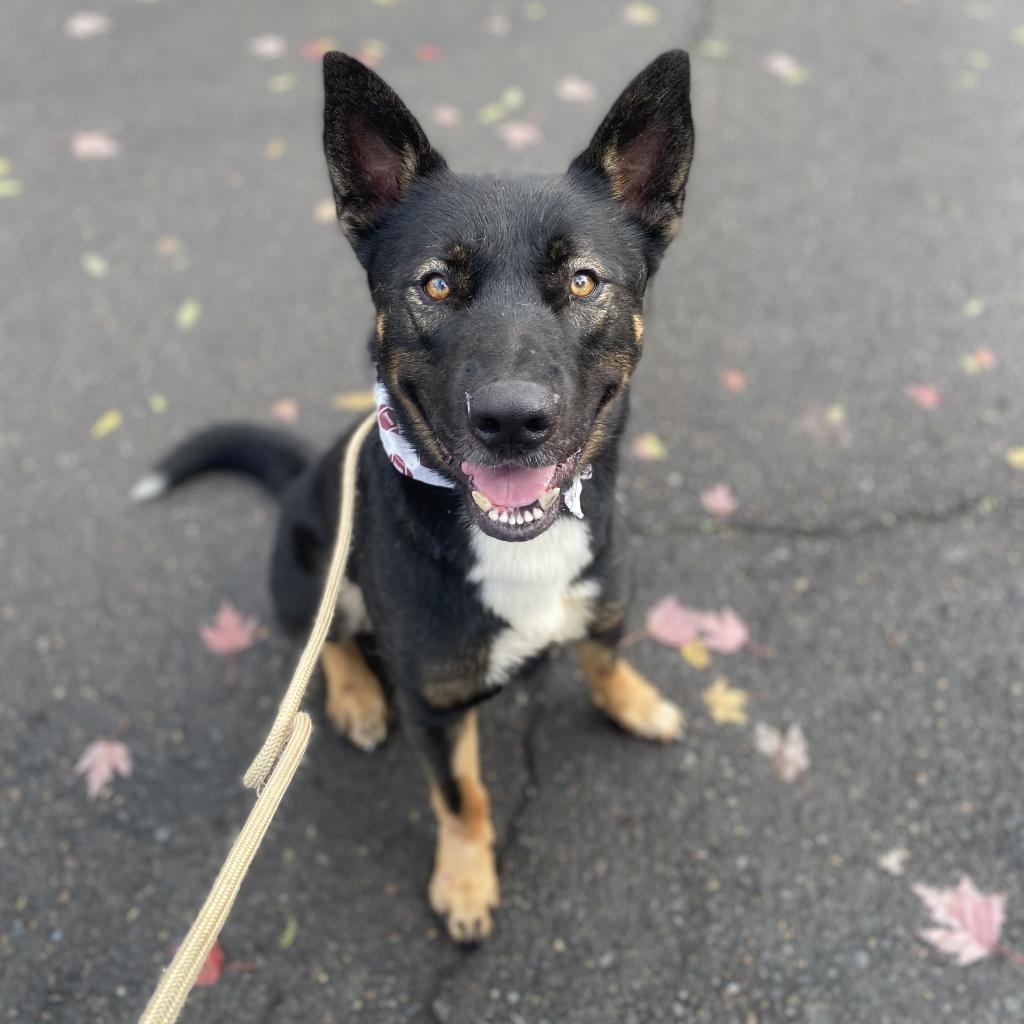 Barley, an adoptable Labrador Retriever, Mixed Breed in Newberg, OR, 97132 | Photo Image 2