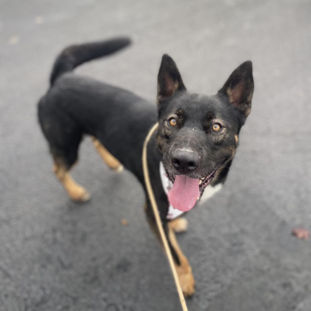 Barley, an adoptable Labrador Retriever, Mixed Breed in Newberg, OR, 97132 | Photo Image 5