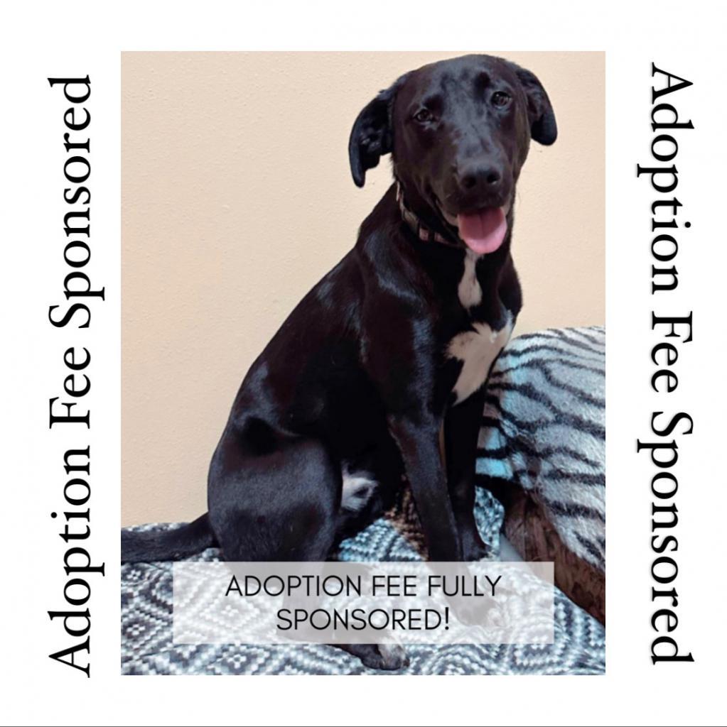 Leo, an adoptable Black Labrador Retriever in Newberg, OR, 97132 | Photo Image 1