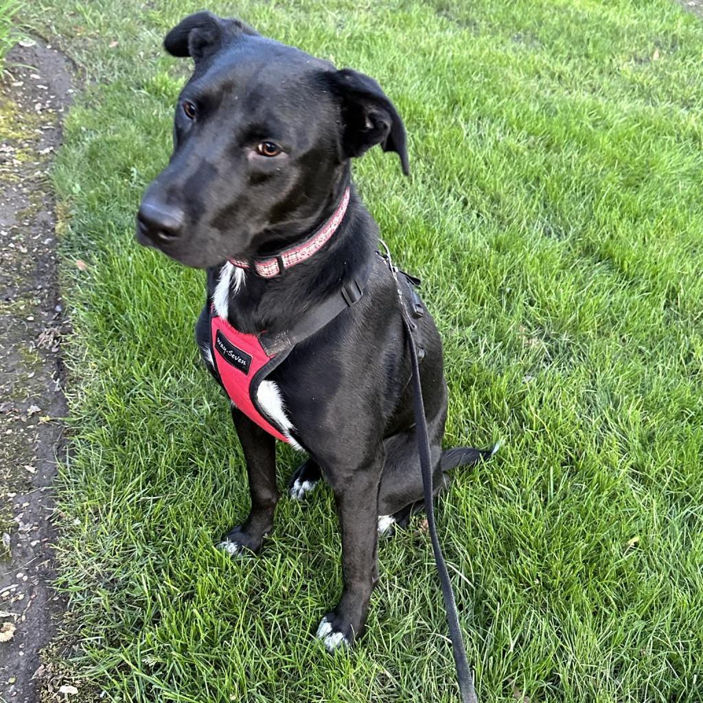 Leo, an adoptable Black Labrador Retriever in Newberg, OR, 97132 | Photo Image 4