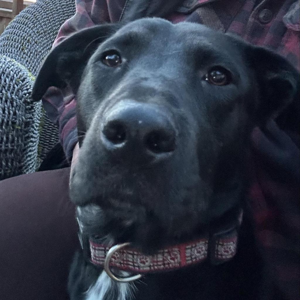 Leo, an adoptable Black Labrador Retriever in Newberg, OR, 97132 | Photo Image 5