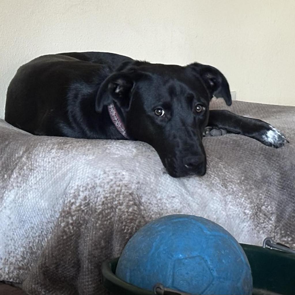 Leo, an adoptable Black Labrador Retriever in Newberg, OR, 97132 | Photo Image 6