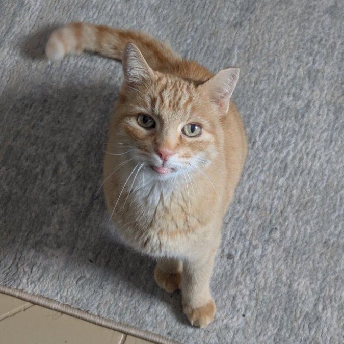 St. Nick, an adoptable Domestic Short Hair in Salt Lake City, UT, 84106 | Photo Image 1