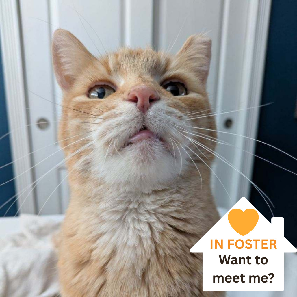 St. Nick, an adoptable Domestic Short Hair in Salt Lake City, UT, 84106 | Photo Image 1