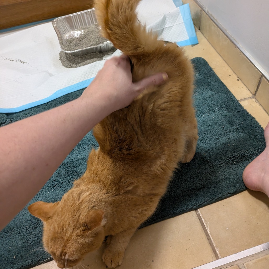 St. Nick, an adoptable Domestic Short Hair in Salt Lake City, UT, 84106 | Photo Image 3