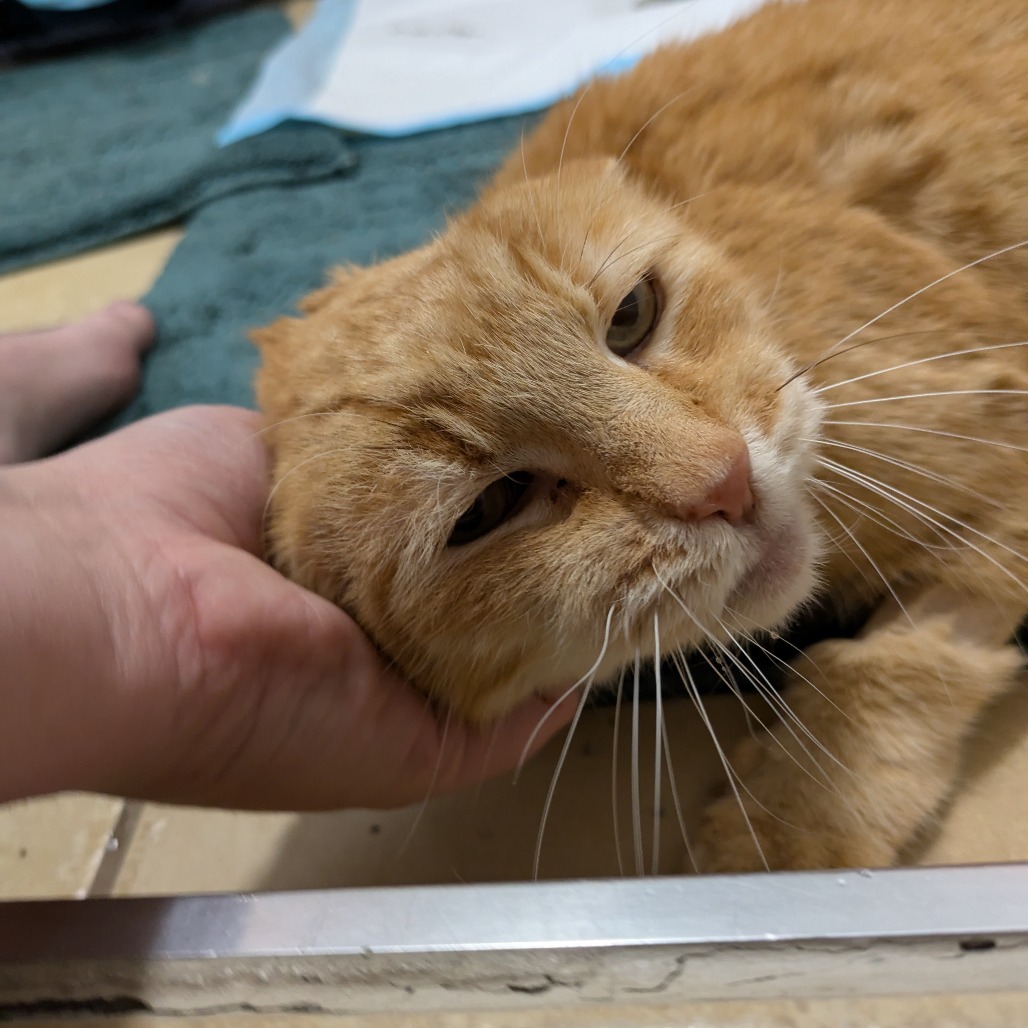 St. Nick, an adoptable Domestic Short Hair in Salt Lake City, UT, 84106 | Photo Image 4