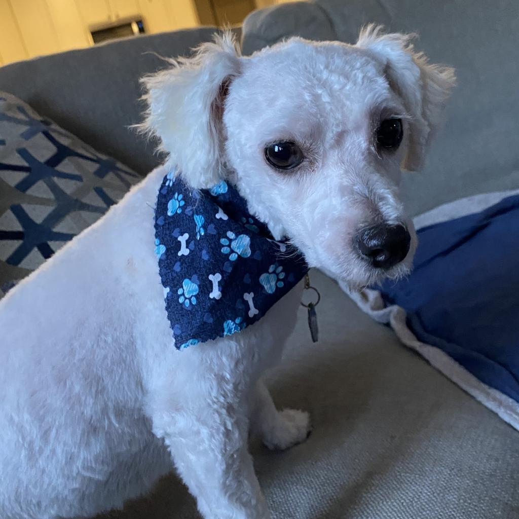 Henry Higgins, an adoptable Bichon Frise, Havanese in Festus, MO, 63028 | Photo Image 1