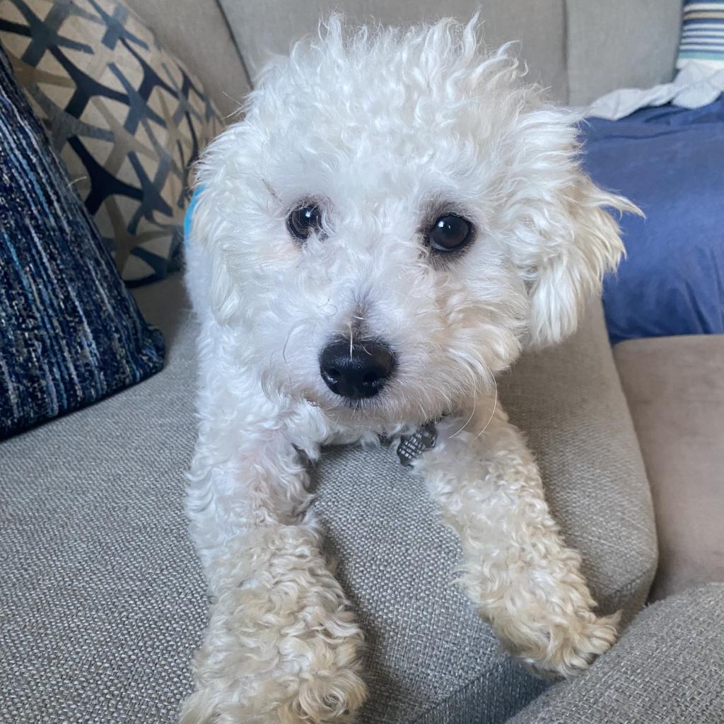 Henry Higgins, an adoptable Bichon Frise, Havanese in Festus, MO, 63028 | Photo Image 2