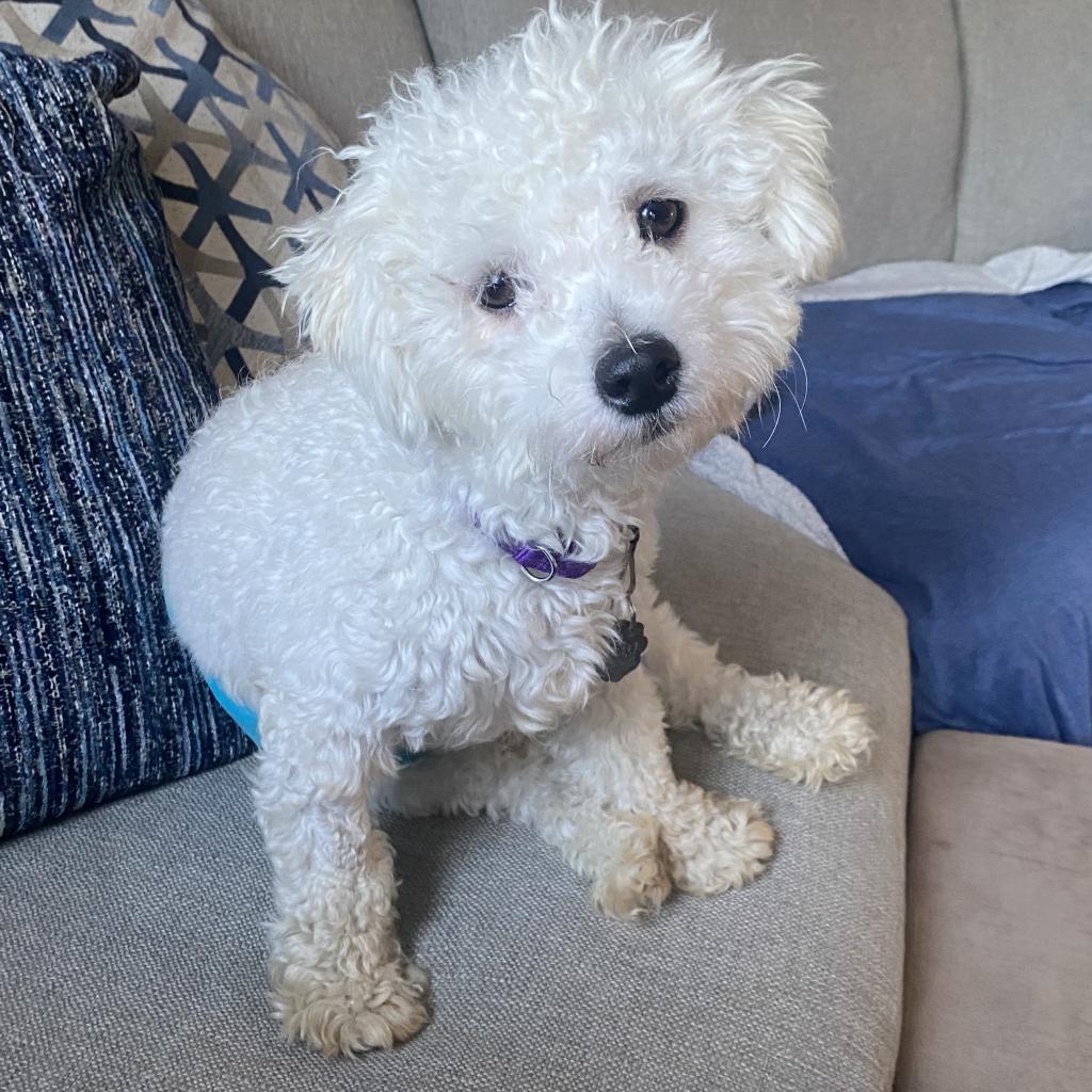 Henry Higgins, an adoptable Bichon Frise, Havanese in Festus, MO, 63028 | Photo Image 3