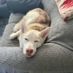 Beau, an adoptable Husky in Ortonville, MN, 56278 | Photo Image 1