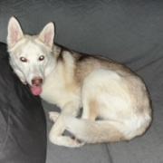 Beau, an adoptable Husky in Ortonville, MN, 56278 | Photo Image 2