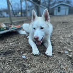 Beau, an adoptable Husky in Ortonville, MN, 56278 | Photo Image 3