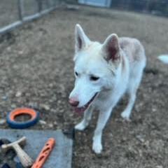 Beau, an adoptable Husky in Ortonville, MN, 56278 | Photo Image 4