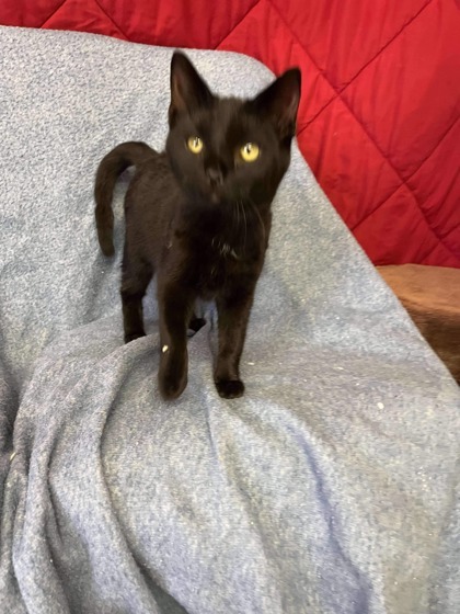 Shaggy, an adoptable Domestic Short Hair in McCook, NE, 69001 | Photo Image 3