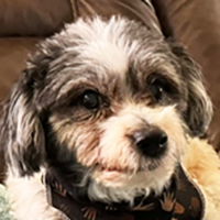 Rooney in IN, an adoptable Havanese in Indianapolis, IN, 46222 | Photo Image 1