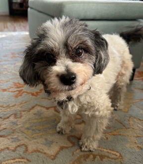 Rooney in IN, an adoptable Havanese in Indianapolis, IN, 46222 | Photo Image 2