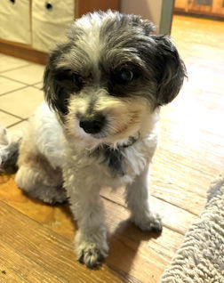 Rooney in IN, an adoptable Havanese in Indianapolis, IN, 46222 | Photo Image 3