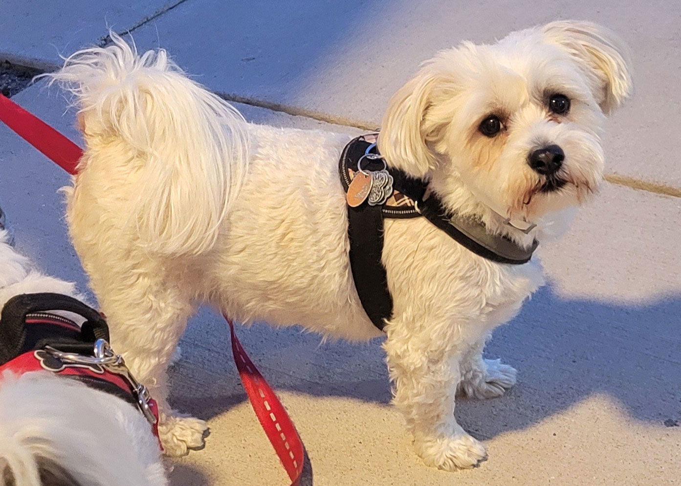 Bailey in IN, an adoptable Havanese in Indianapolis, IN, 46222 | Photo Image 1