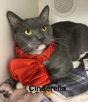 Cinderella