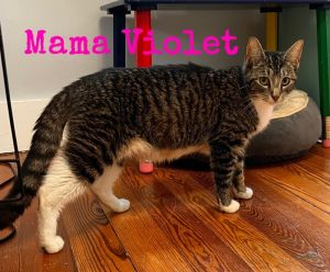Momma Violet *Featured at the Petco in Ellicott City, MD*