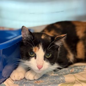 Belladonna Domestic Short Hair Cat