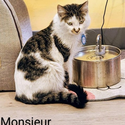 Monsieur