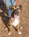 Danica- IN FOSTER photo 1