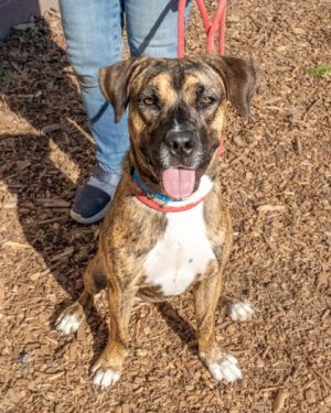 Danica- IN FOSTER, Adult Female Mixed Breed