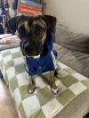 Danica- IN FOSTER photo 2