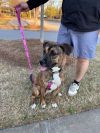 Danica- IN FOSTER photo 3