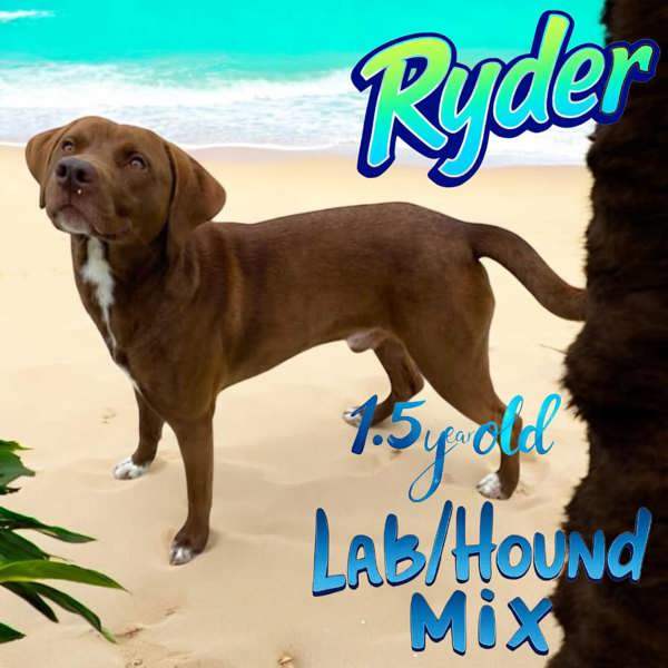 Ryder 1