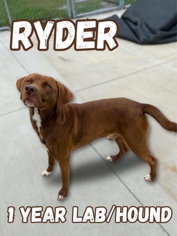 Ryder 2