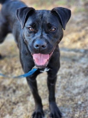 Bowen, Baby Female Labrador Retriever