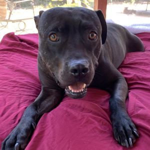 Gabriel, Adult Male American Staffordshire Terrier
