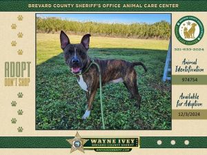 Angel, Adult Female Mixed Breed