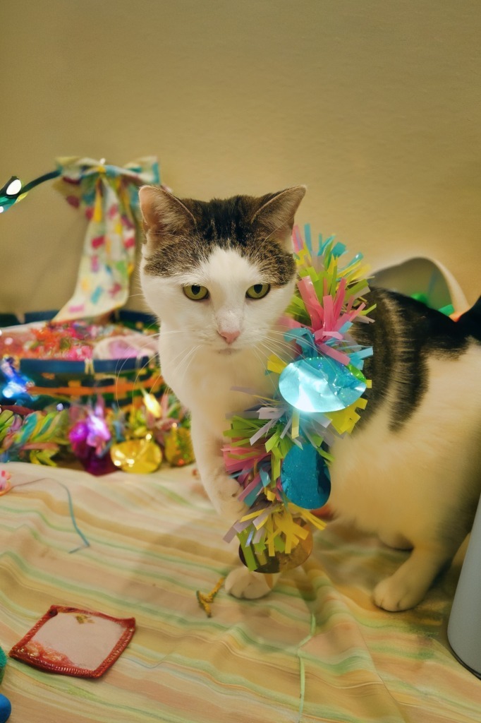 KitKat, an adoptable Domestic Short Hair in Ashland, WI, 54806 | Photo Image 1