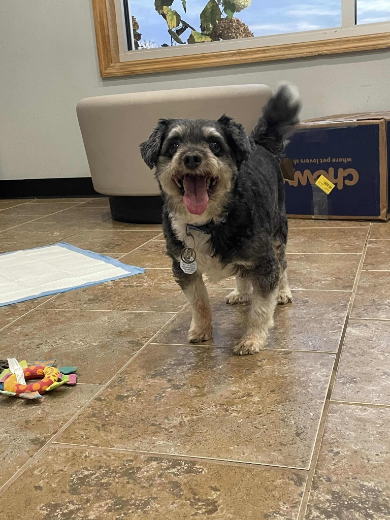 Peanut, an adoptable Cockapoo in Ashland, WI, 54806 | Photo Image 1