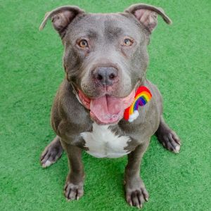 Hello My name is Toby and Im a neutered 7-year-old Pit Bull mix that currently weighs about 63lb