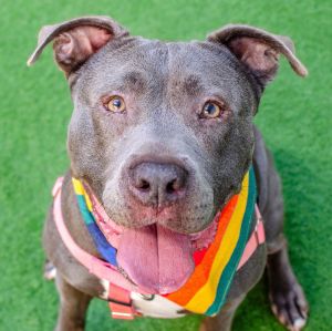 Hello My name is Toby and Im a neutered 7-year-old Pit Bull mix that currently weighs about 63lb
