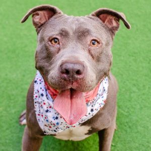 Hello My name is Toby and Im a neutered 7-year-old Pit Bull mix that currently weighs about 63lb