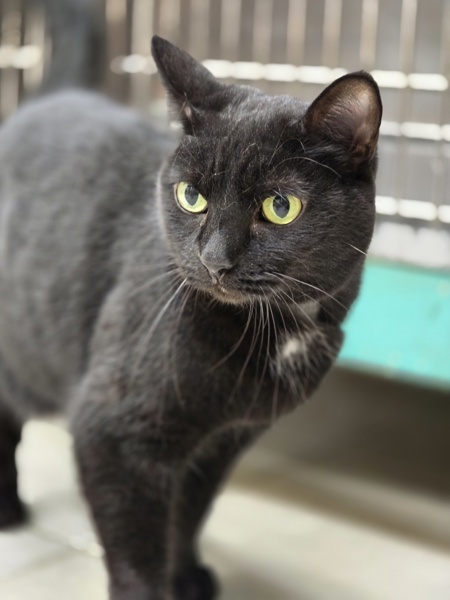 Chase, an adoptable Domestic Short Hair in Osage Beach, MO, 65020 | Photo Image 1