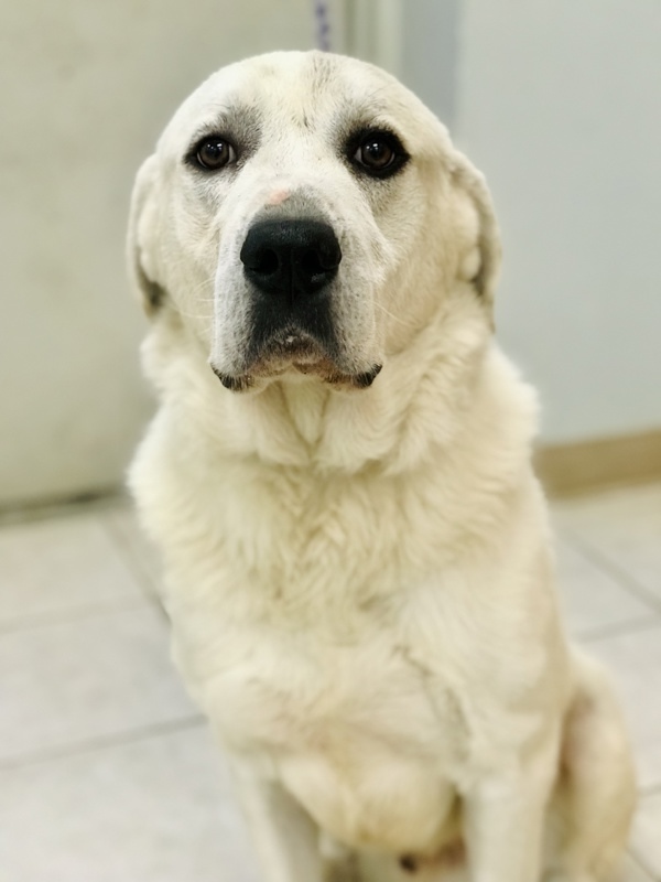 Knox