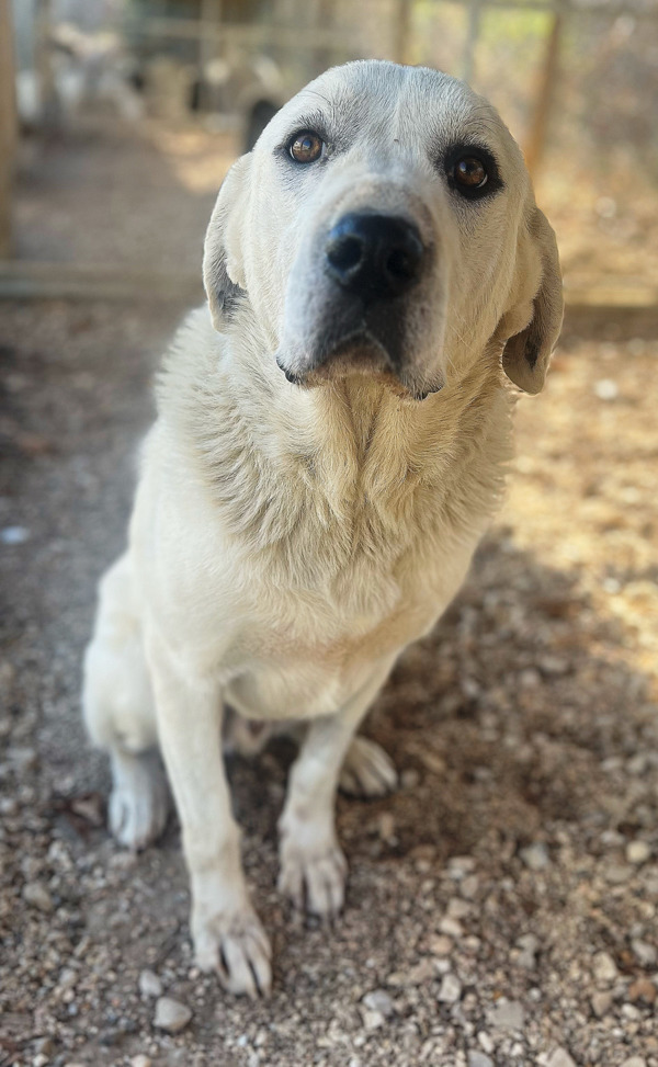 Knox