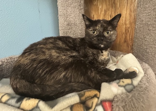 Ella, an adoptable Domestic Medium Hair in Osage Beach, MO, 65020 | Photo Image 1