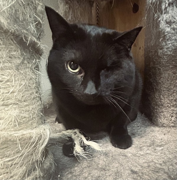 Ashes, an adoptable Domestic Short Hair in Osage Beach, MO, 65020 | Photo Image 1