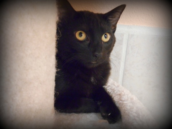 Ashes, an adoptable Domestic Short Hair in Osage Beach, MO, 65020 | Photo Image 2